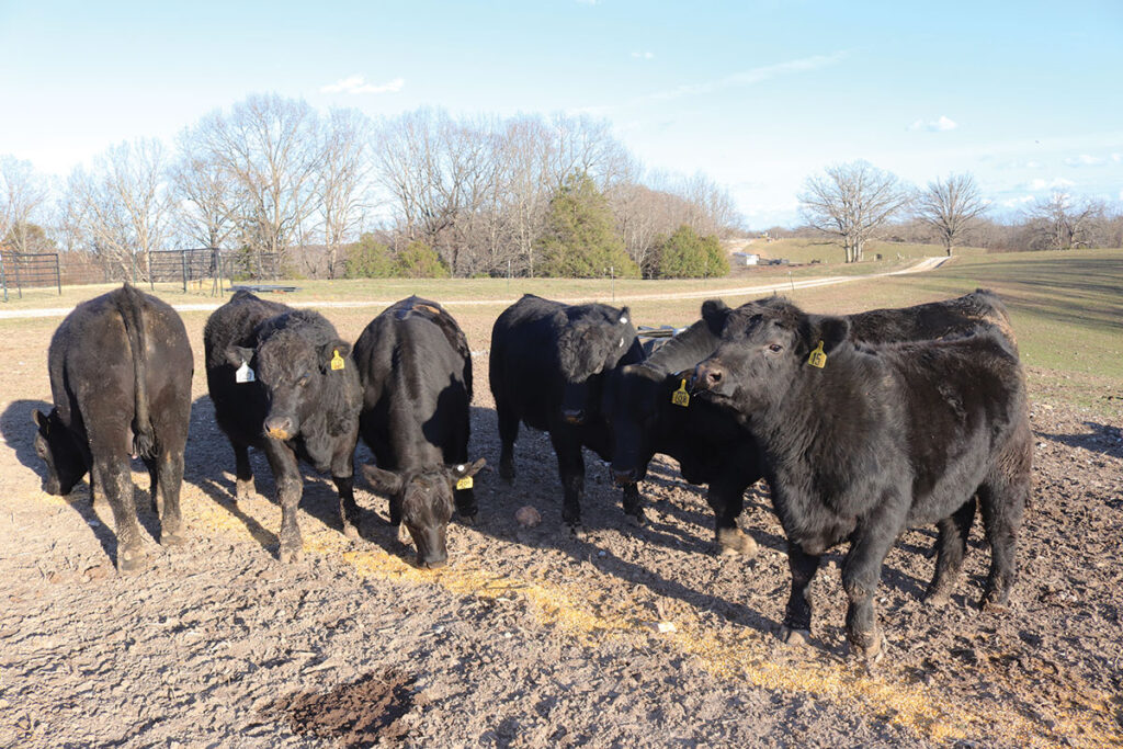 In addition to genetics, the Gilberts also closely monitor the growth of bulls, which are sold between 14 and 18 months of age. Photo by Julie Turner-Crawford. 