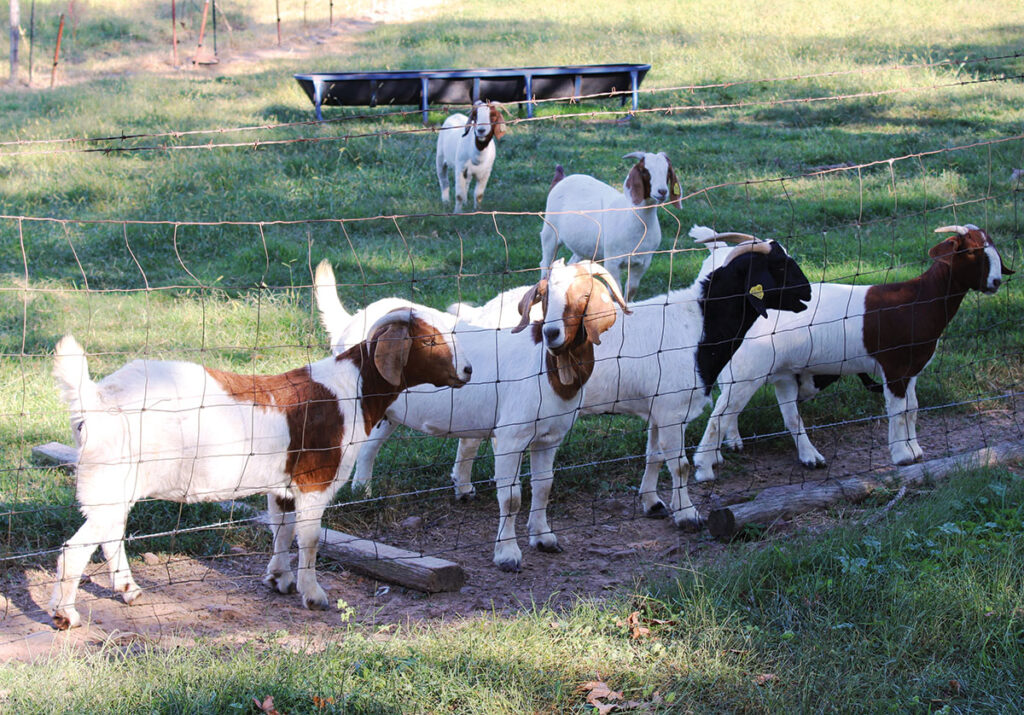 In between classes, Walker is raising a herd of Boer goats to help pay for his college education. Photo by Marissa Snider. 