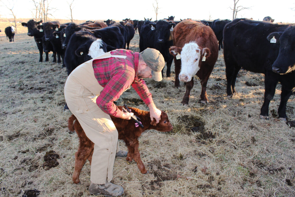 Jason and Jenny Poor have their cows on a spring calving cycle. Photo by Stephanie Beltz-Price. 