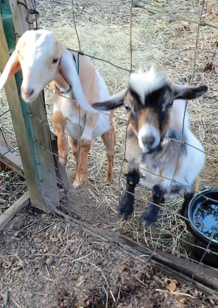 Dairy goats are a new addition to Hope Oliver’s SAE. She said goat production presents a new set of challenges, but she enjoys the experience. Submitted Photo. 