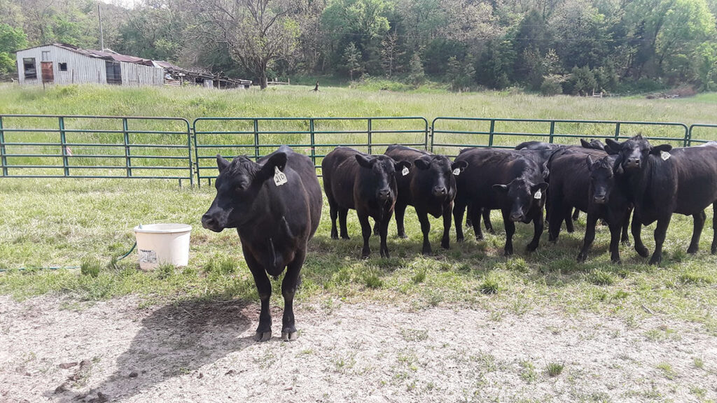 Patrick Herron said the combination of slow and steady feeding and the Angus genetics produces beef with well-distributed marbling. Submitted Photo. 
