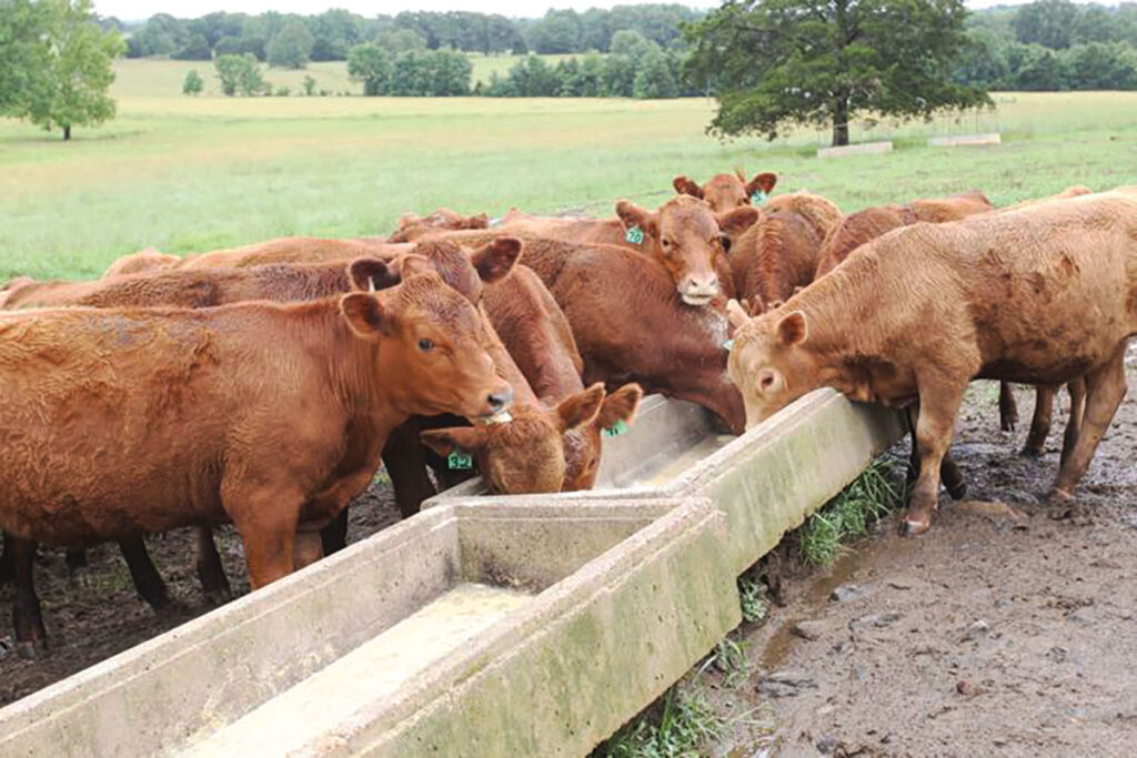 The Byrd Ranch is one of 532 Century Farms in the state of Arkansas. Photo courtesy of Mark Buffalo/Paxton Media