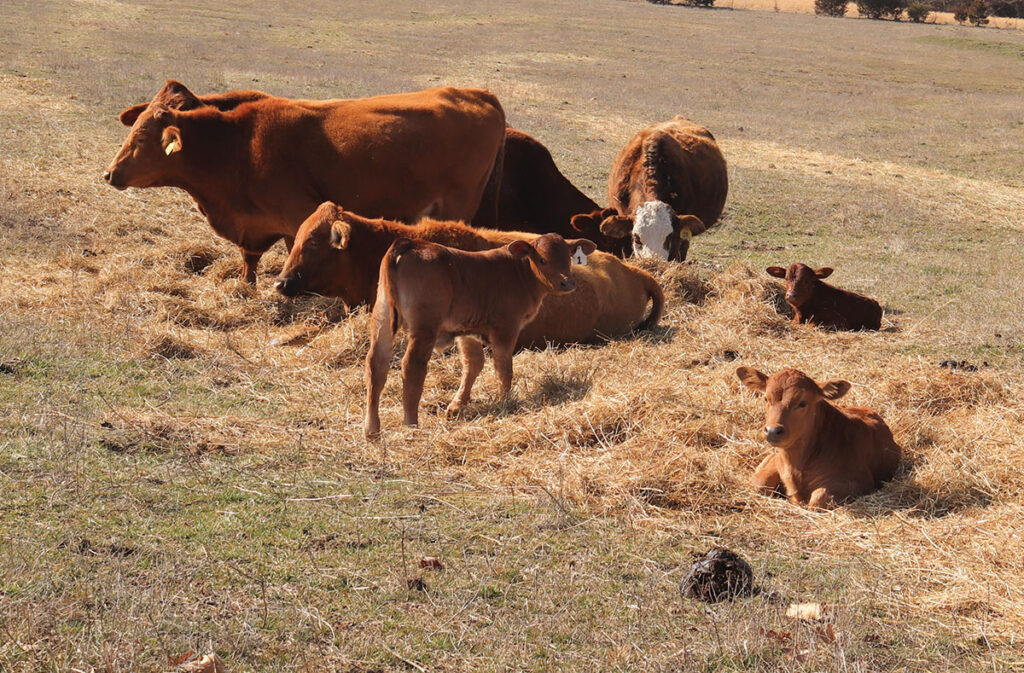 Marilynn and Jimmie have retained most of their females to build their registered herd. Percentage females or heifers born into their commercial herd are sold as replacement heifers. Photo by Julie Turner-Crawford. 