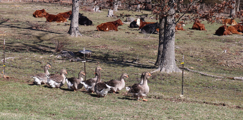 To keep poultry lines true, linebreeding is critical. Photo by Julie Turner-Crawford. 