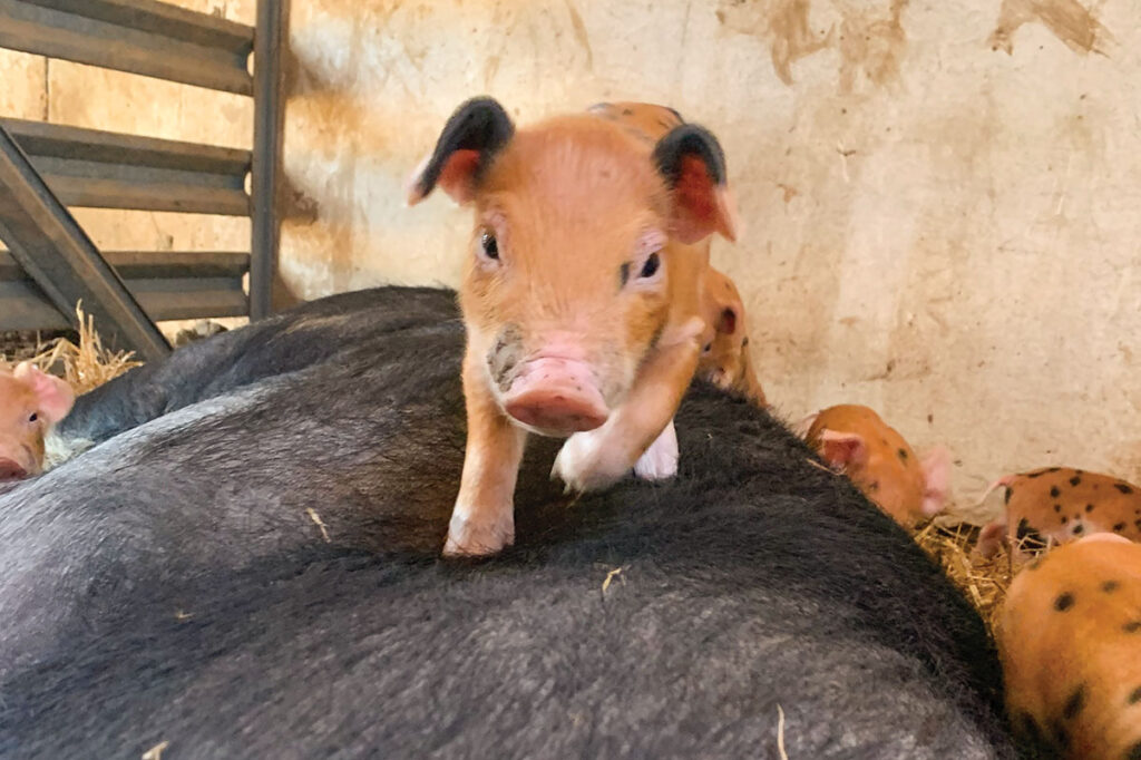 Chris Brust's first sow had 14 piglets and he saved 13. That’s when he got started in the pig business. Photo by Michael Kinney. 