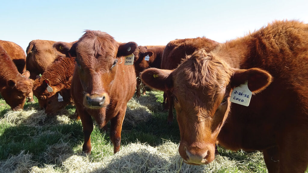 The LaRose Dexters are guaranteed not to carry chondrodysplasia or pulmonary hypoplasia with anasarca (PHA). Photo by Kevin Thomas. 