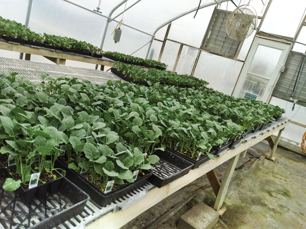 Morgan County Seed Greenhouse. Photo by Joyce Larimer. 