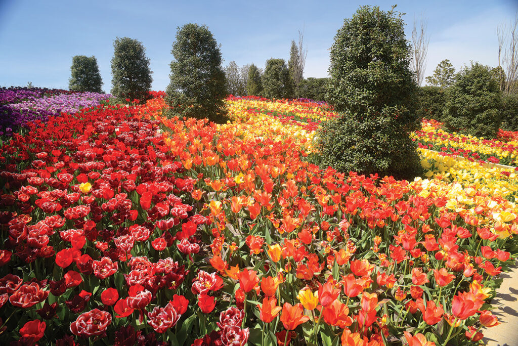 Tulsa Botanic Garden offers more than just plants. Submitted Photo. 