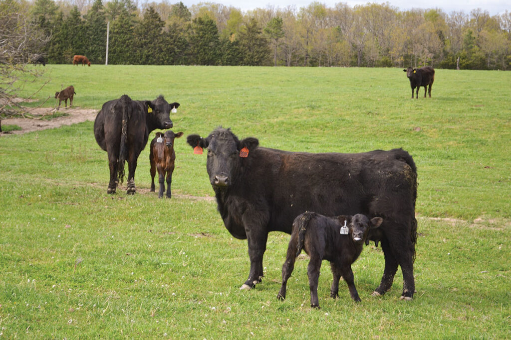 Josh and Jack Glendenning raise 250 registered Limousin and Lim-Flex cattle on their farm. Photo by Laura L. Valenti. 