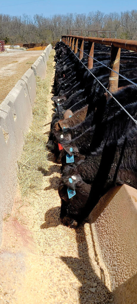 Josh Menzies started raising his own seedstock to make Angus and Hereford Bulls with the qualities he wants. Submitted Photo. 