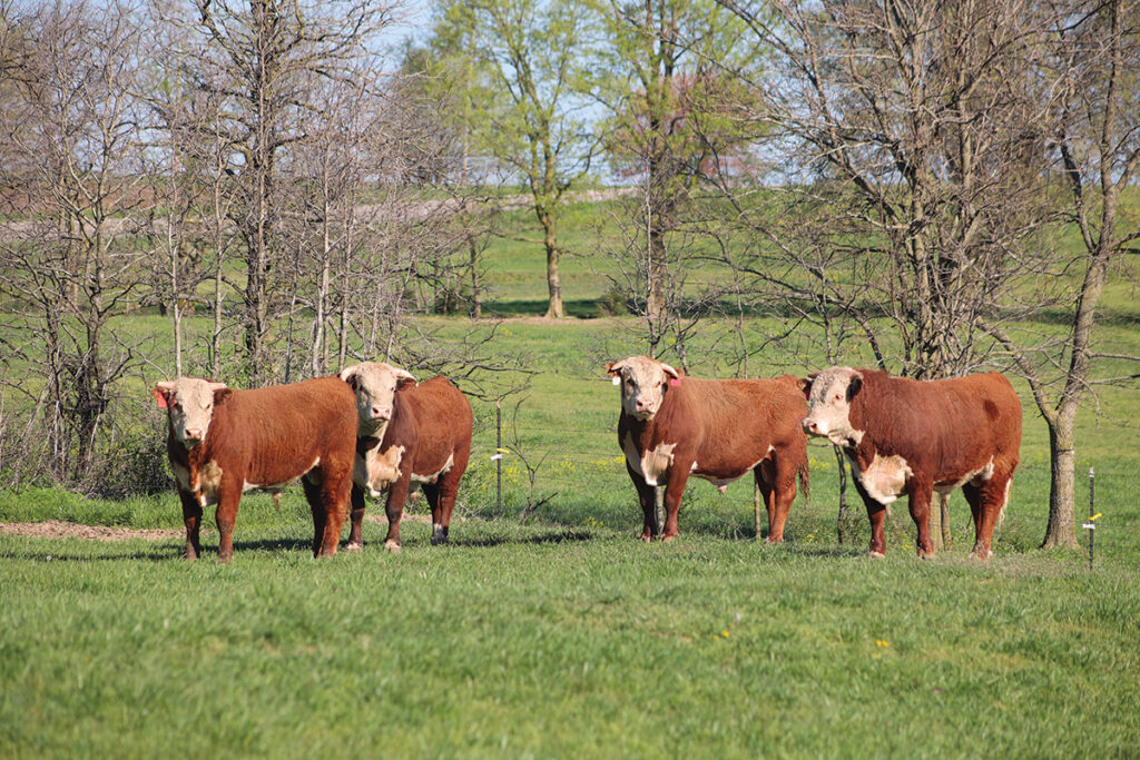 Josh Menzies and Menzies Cattle Company produce seedstock and backgrounds calves. Submitted Photo.