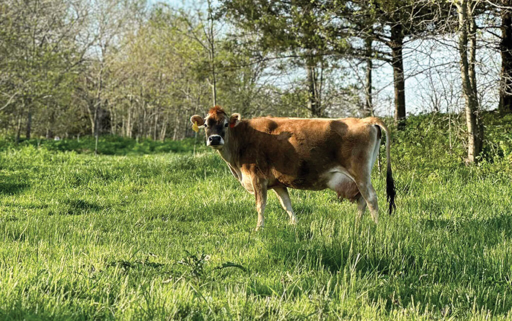 Between the recipe requests and Melissa's need for the A2 protein, the family decided to make that part of their farm and they sell the raw milk to a growing number of customers in the area. Contributed Photo. 