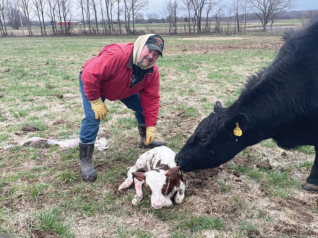 Brandon Covey is using Angus recips to carry Ayrshire embryos that were frozen by his father.  Contributed Photo. 