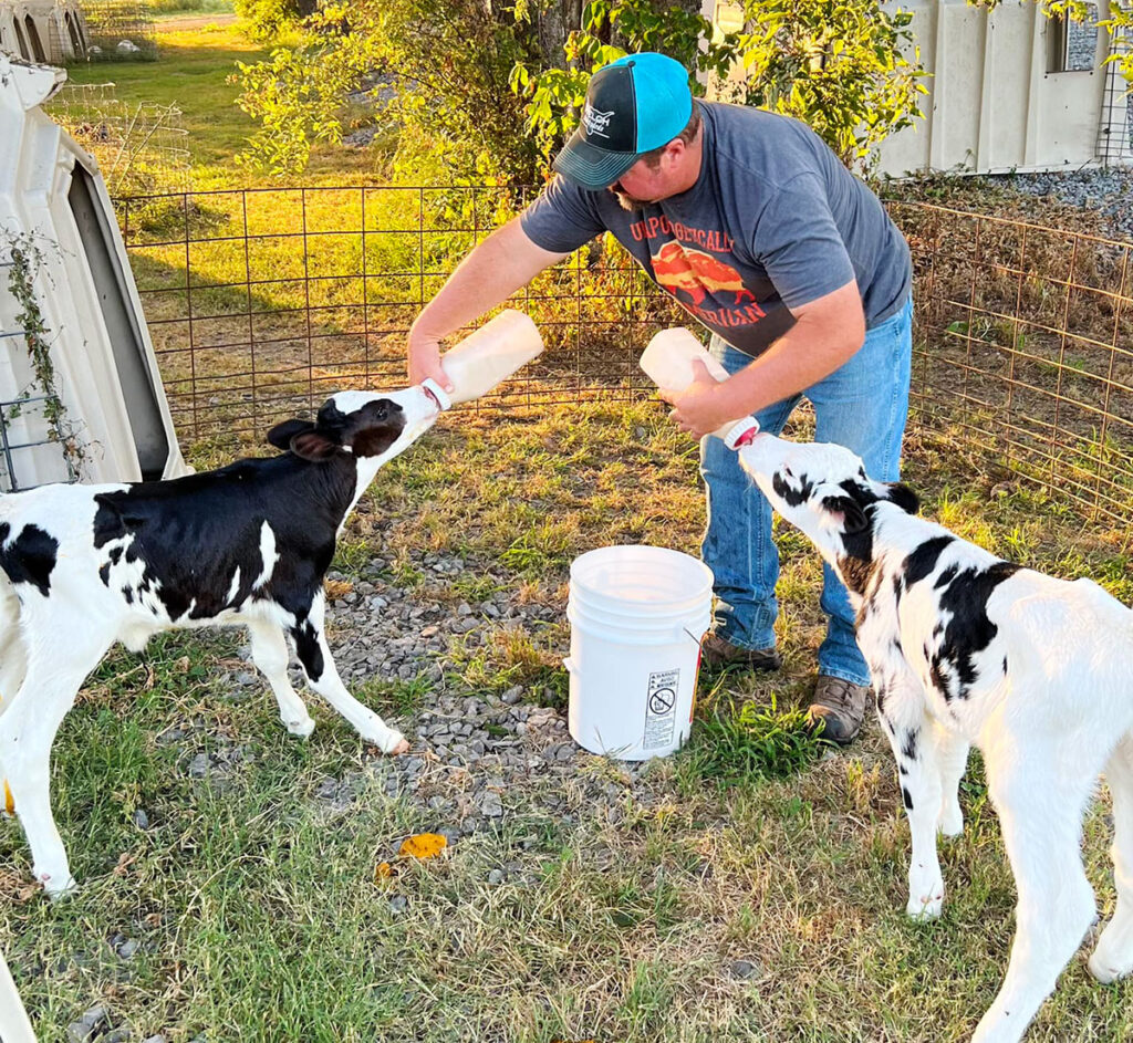 Brandon Covey admits having a dual beef and dairy farm is tough, but is happy operating both. Contributed Photo. 