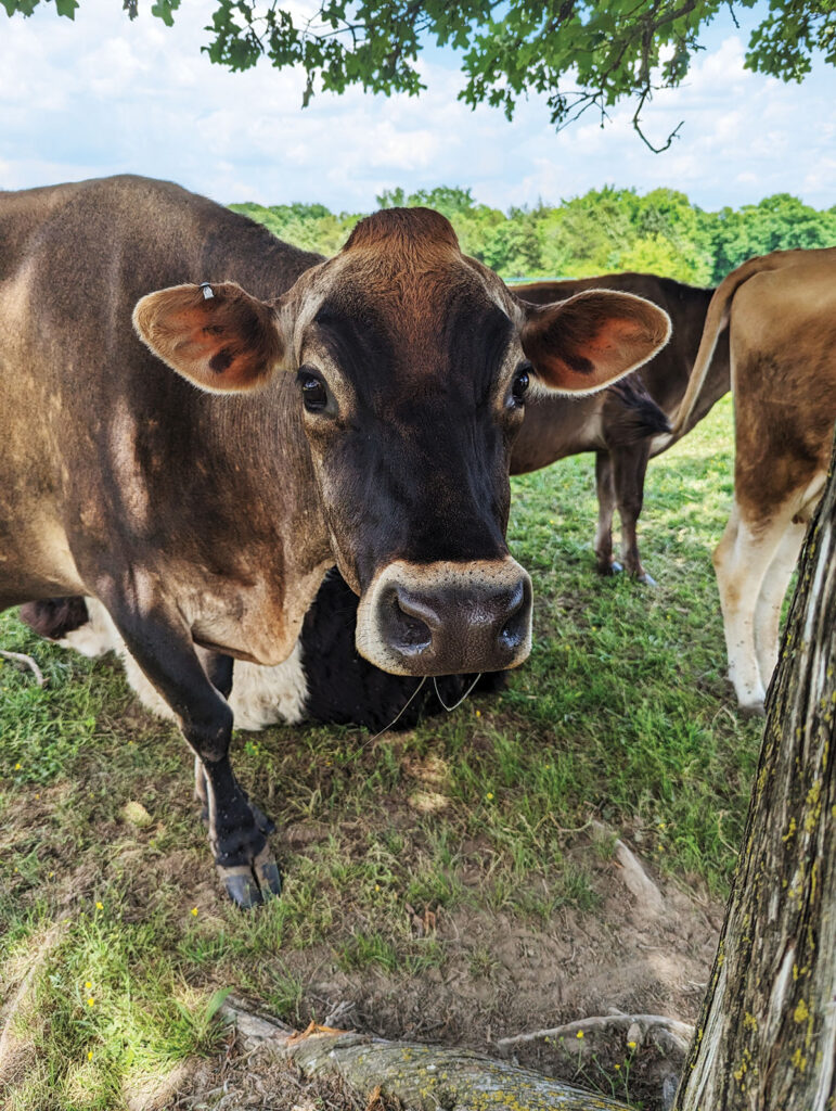 Miller's Farm uses a vacuum bucket milker on the cows. Contributed Photo. 