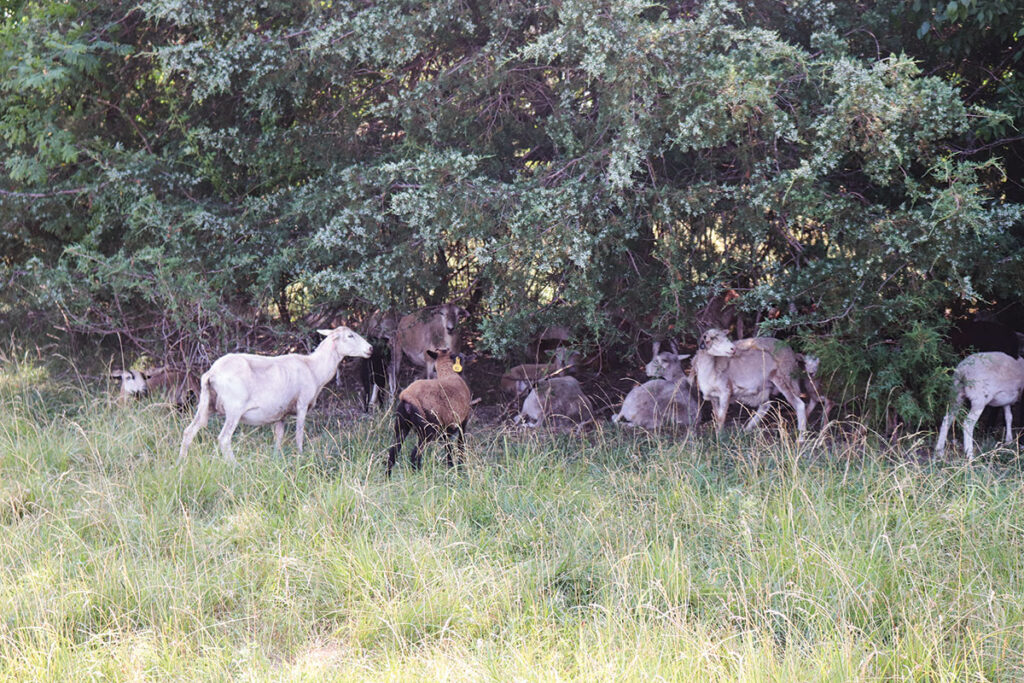 Jason and Janet Wells started with 10 ewes, but not operate a flock of 160 to 170. Photo by Julie Turner-Crawford. 