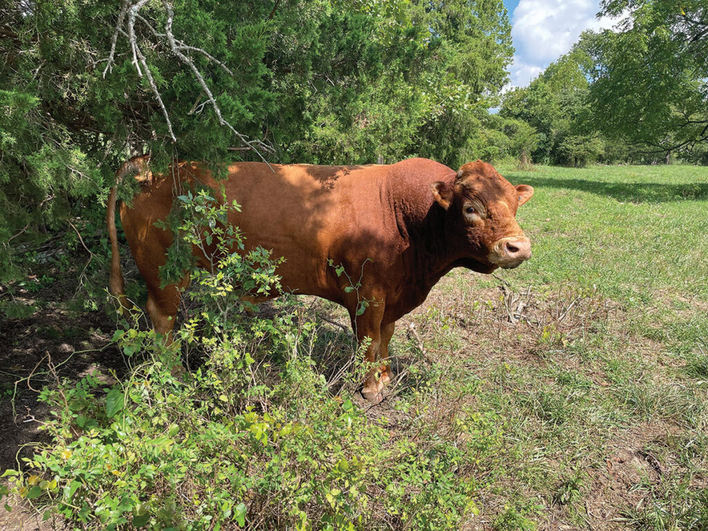 The Akaushi herd began in 2017 at Alderson Farms Akaushi with two purebred bulls and a purebred female, which produced a heifer calf. Contributed Photo. 