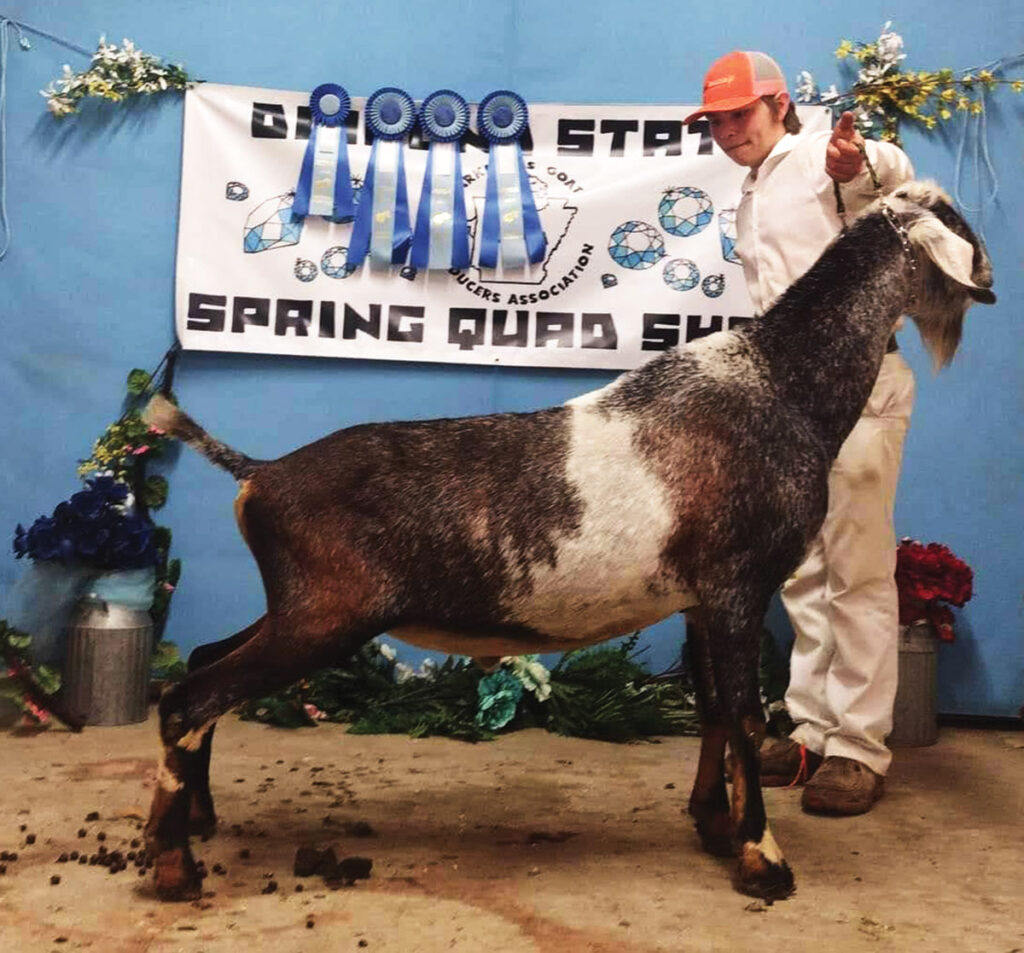 At age 16, Caleb Mahan has more experience working with livestock than most people twice his age. Contributed Photo. 