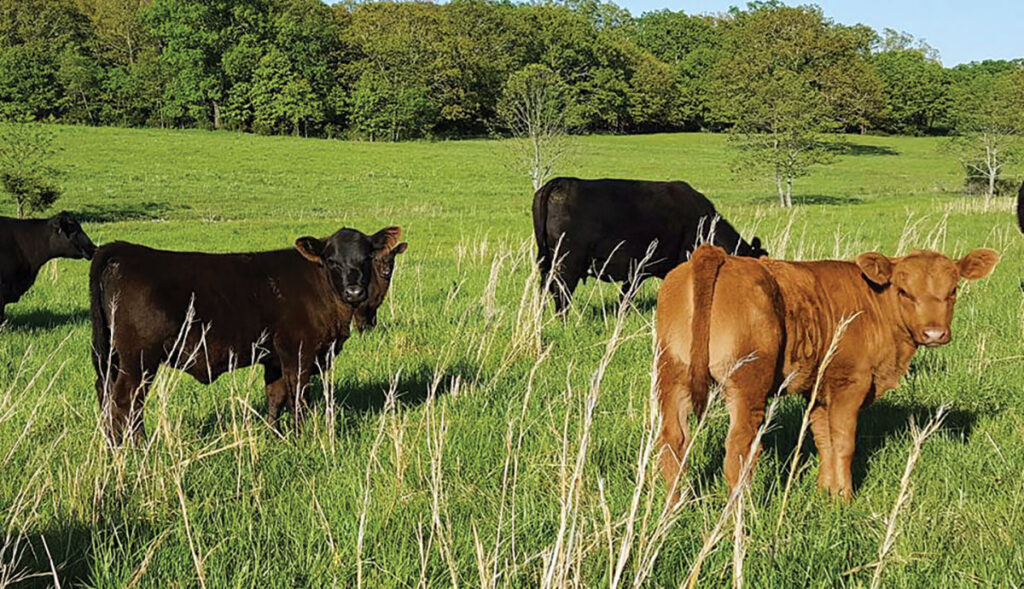 Chris, Amber and their daughters – Holly, Emily and Addy - live near Mansfield, Mo. They currently have about 65 to 70 mature cows and bull and heifer groups, with synchronized breeding in the spring and fall. Chris is also an agriculture education instructor and FFA Advisor at Norwood High School. Contributed Photo. 