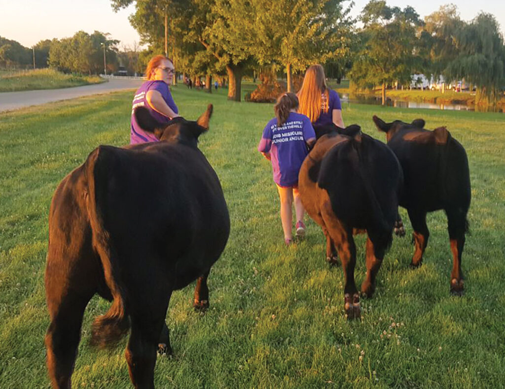 Sinning Cattle Company breeds cattle that go from the show ring to the pasture. Contributed Photo. 