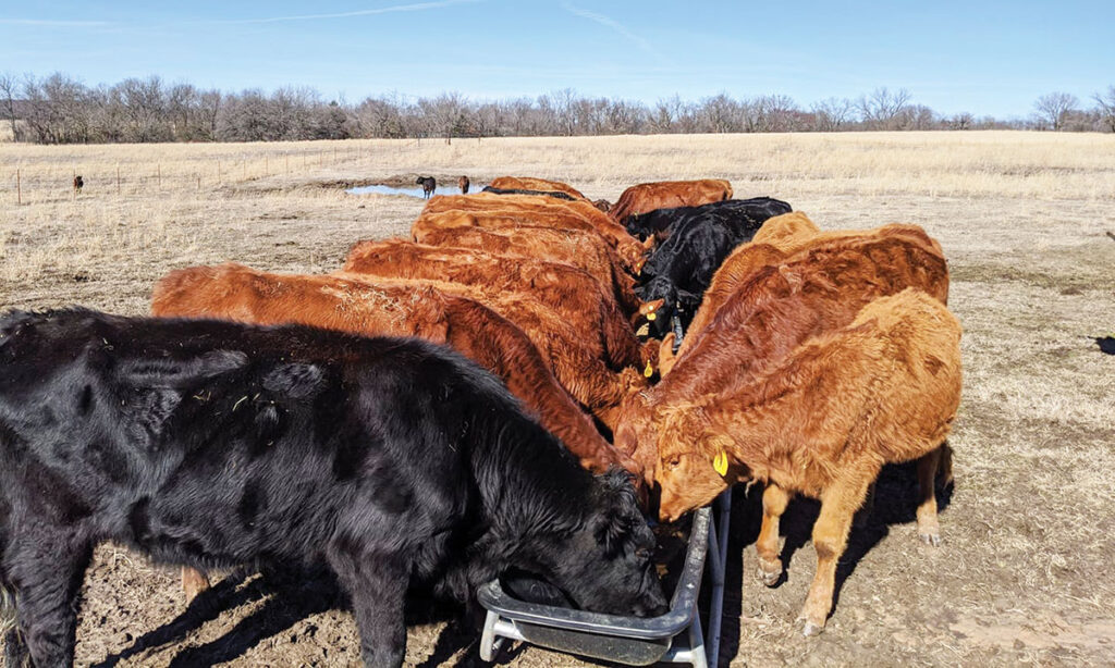 After the floods, the Cooks and every other farm and ranch in the state had to deal with a drought. Prices of hay and other materials to skyrocketed while the prices for cattle were dirt cheap.  Contributed Photo. 