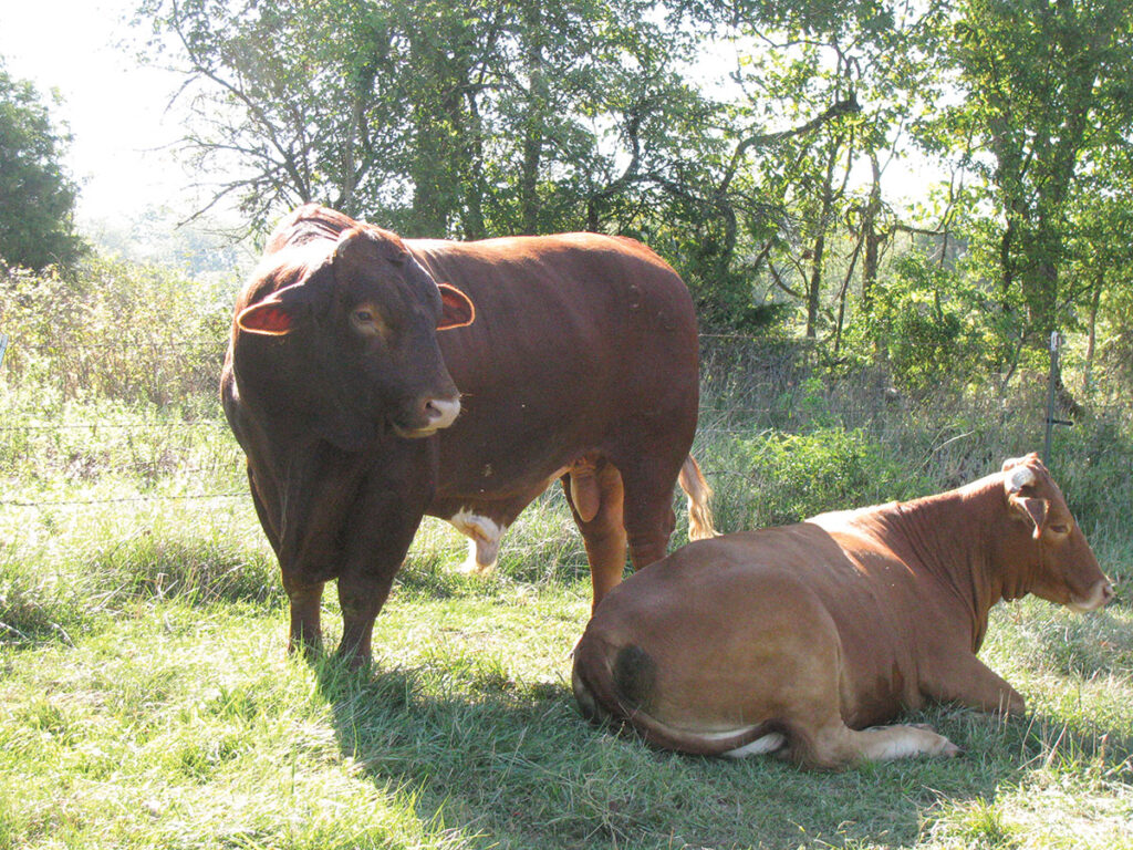 Bruce Bassler believes the maternal side of the Beefmaster is their greatest asset. “They’re easy calving. They’re really great mothers, and they milk really well," he said. Photo by Brenda Brinkley. 