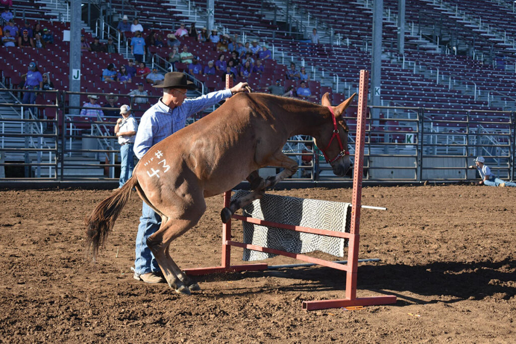 Missouri Mule Makeover and Ozark Mule Days is a big deal and getting bigger by the year. Contributed Photo. 