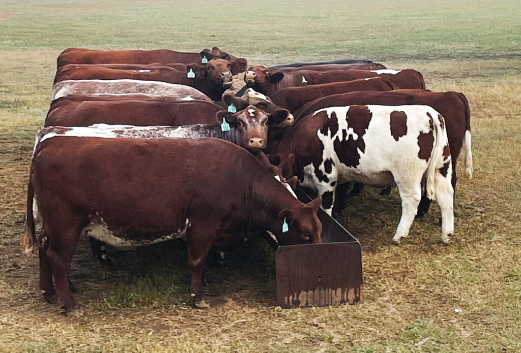 Blue Ridge Farms in Mount Vernon, Ark., began as a rehab and retirement facility for show jumper horses, but that’s all changed. Contributed Photo. 
