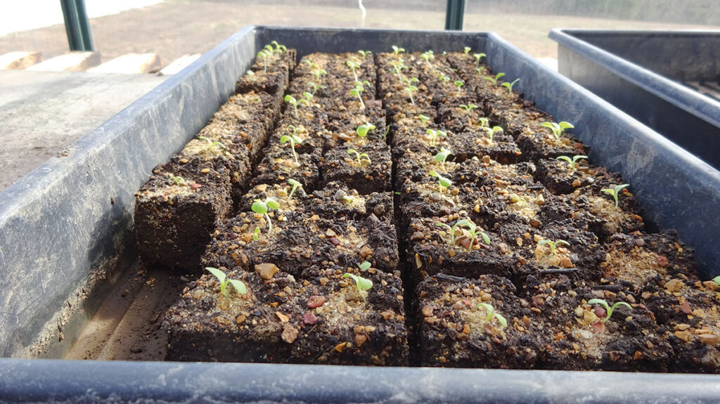 As of December, Turtle Gulch Gardens is growing bok choy, broccoli, brussels sprouts, cabbage, carrots, cauliflower, collard greens, kale, turnips, radishes, spinach and lettuce. Contributed Photo. 