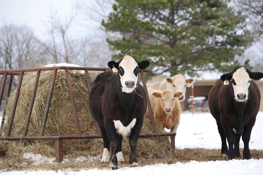 Rex Jarvis raises predominately Angus beef, which he says is grass-fed and grain-finished with all-natural grains. Contributed Photo. 