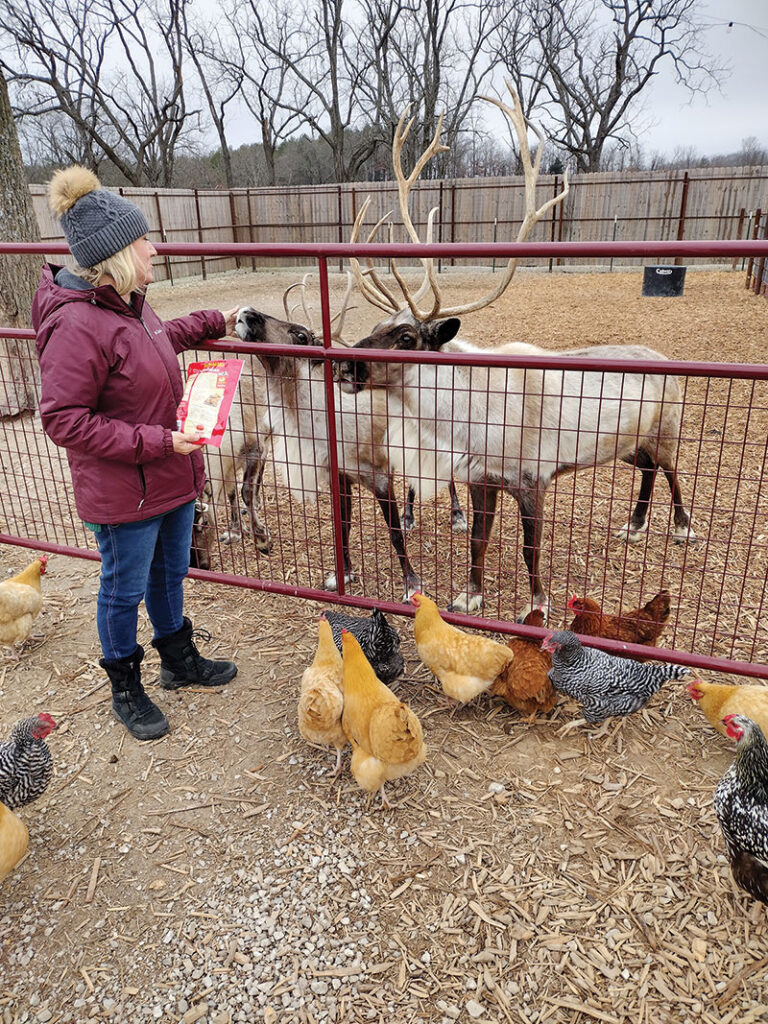 During the summers in Missouri, extra care must be taken to keep Reindeer cool. The Prescotts implement extra fans, shade and pools of water, which the reindeer love to play in. Contributed Photo. 