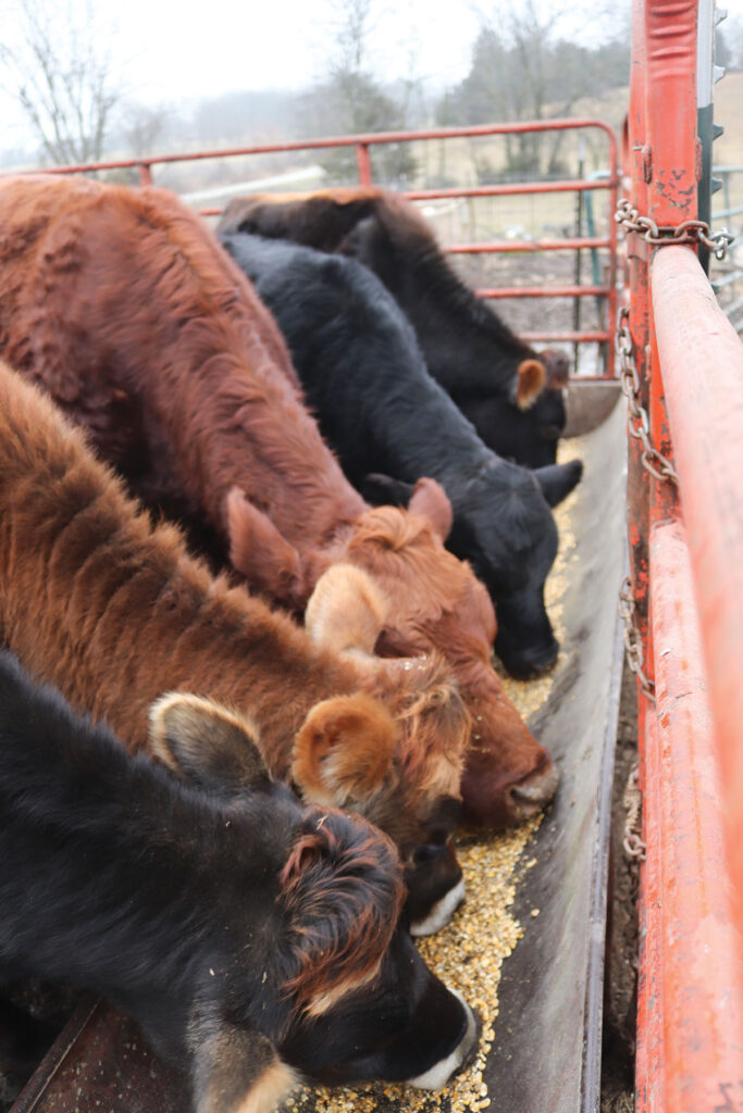 Photo by Julie Turner-Crawford