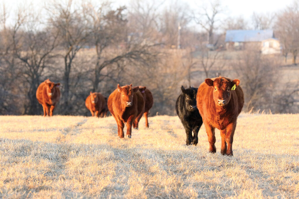 While she enjoys her experience with other breeds, Bayleigh wants to continue to build her Red Angus herd. Contributed Photo. 