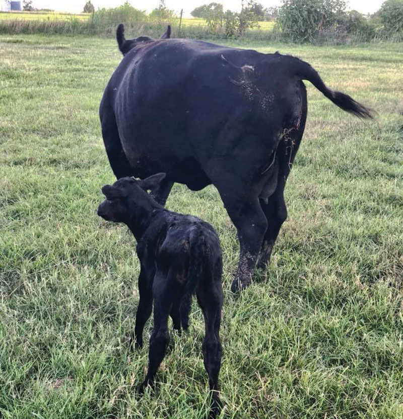 The Wilson family utilize Angus and Akaushi genetics for their herd and beef program. Contributed Photo. 