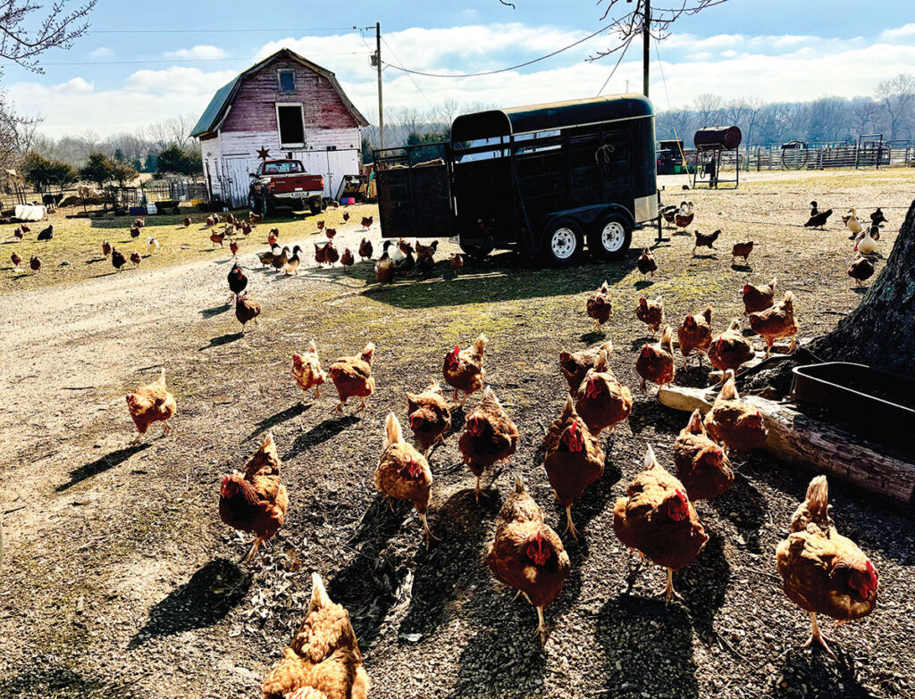 Sara sells adult chickens to family and friends, and she tries to keep as many as possible. Contributed Photo. 