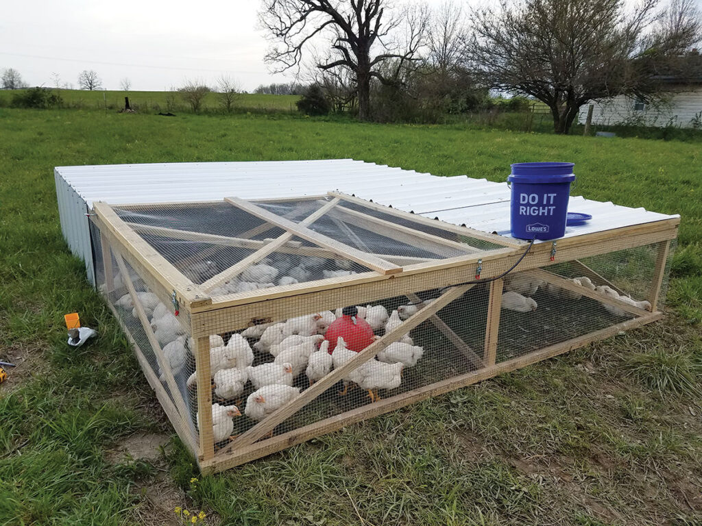 Except for chickens and turkeys, all animals are processed upon customer request. The couples prefer to raise animals from start to finish so they know exactly where they came from. Contributed Photo. 