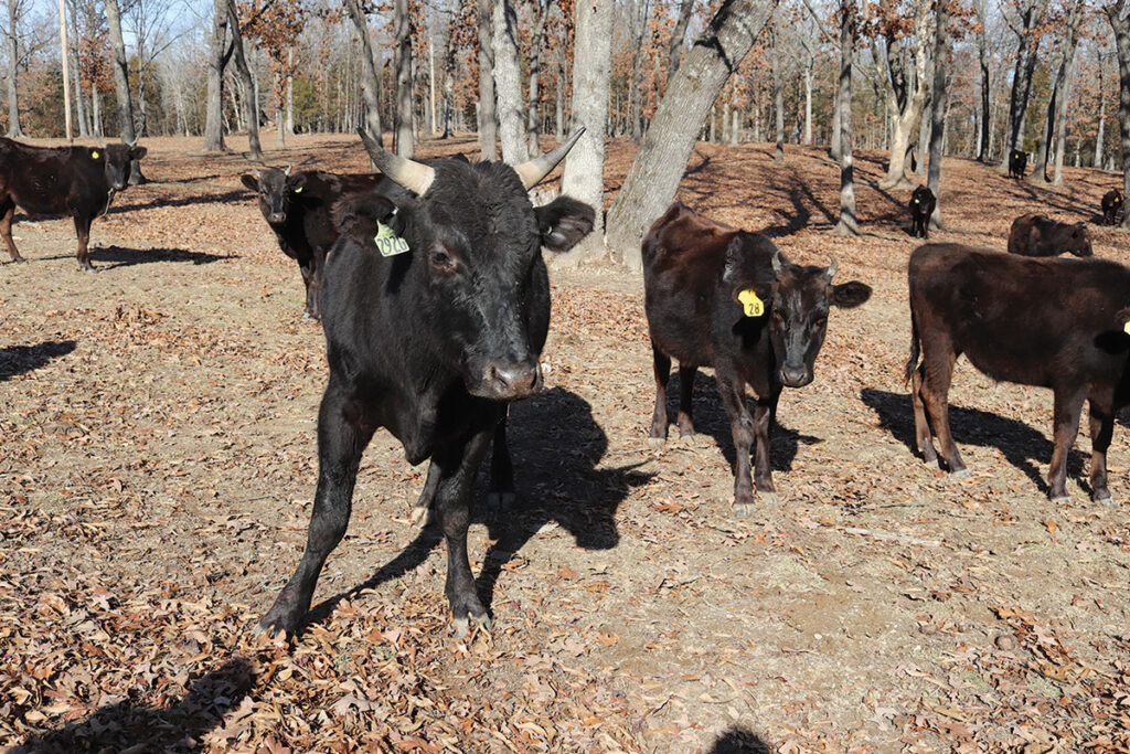 Buttry Cattle Co. plans to start an AI program and utilize sexed semen to produce the calves for the beef program. Contributed Photo. 