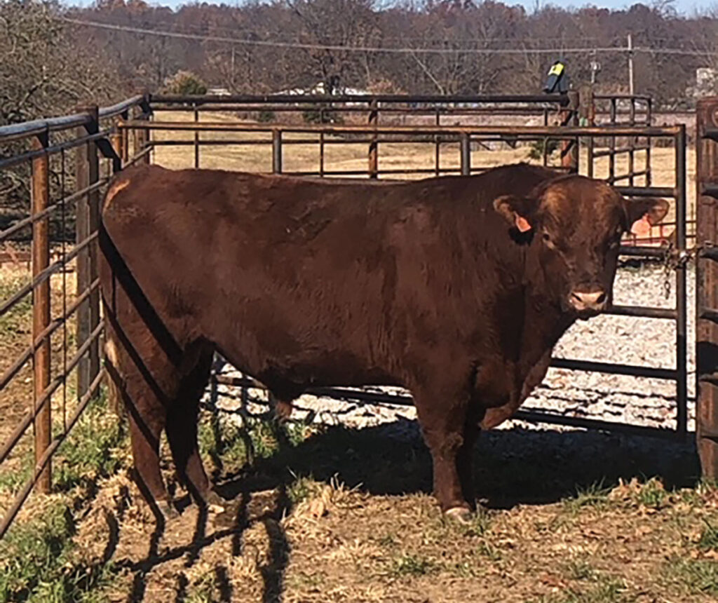 Broken S Land and Cattle is developing quality red SimAngus genetics. Contributed Photo. 