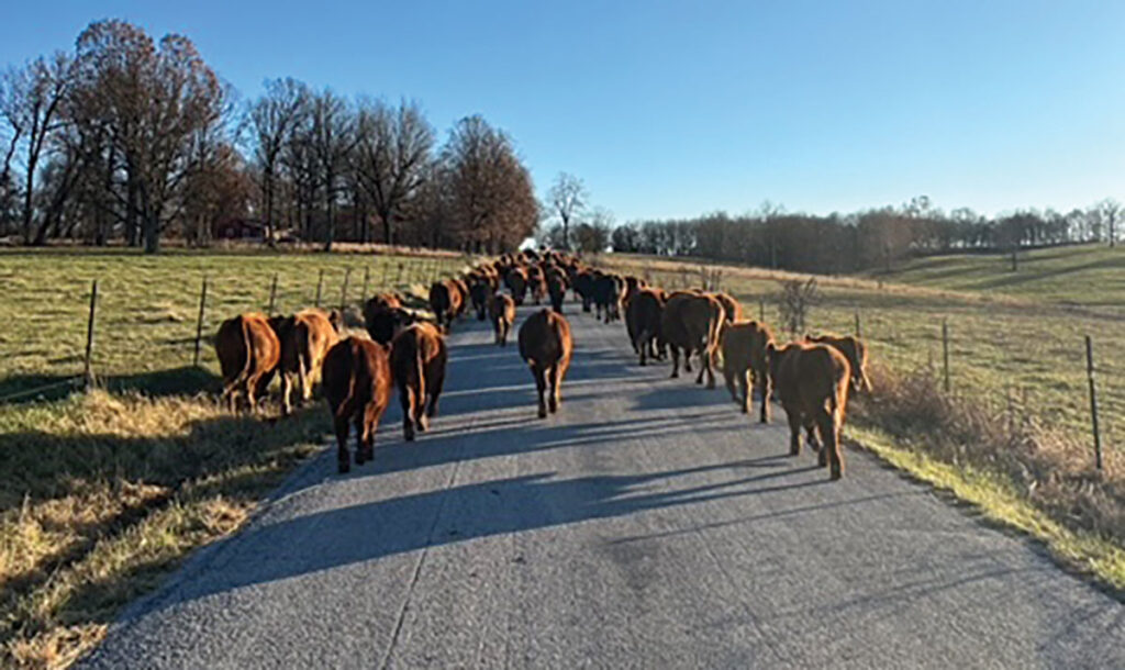 Three cattlemen with different ideas and backgrounds have developed a partnership that continues to grow and diversify Broken S Land and Cattle.  Contributed Photo. 