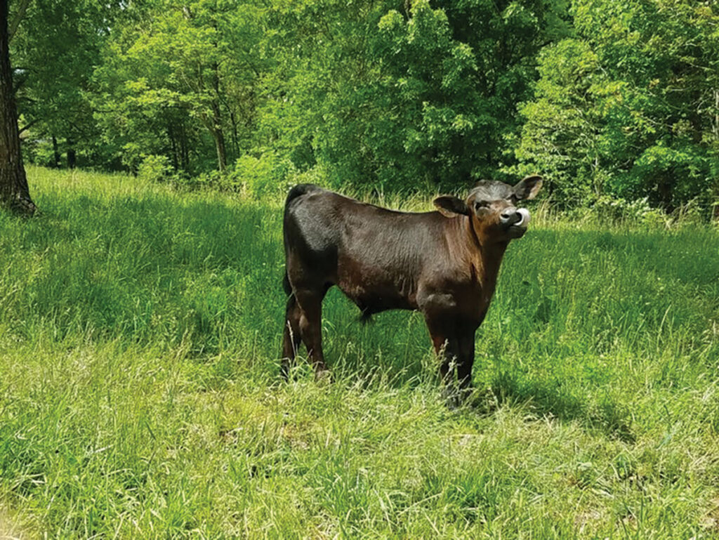 The T Bar C Ranch has a cow/calf operation and offers farm-raised beef. Contributed Photo. 