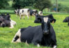 Developing Dairy Heifers