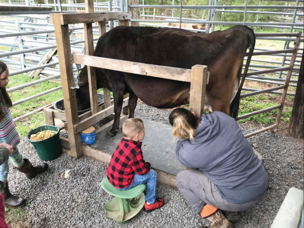 Hideaway Farm produces milk from nine dairy cows, a combination of miniature Jersey, full-size Jersey, and a few mixes. However, they are currently only milking three of them, producing 10 gallons of milk daily. Contributed Photo. 