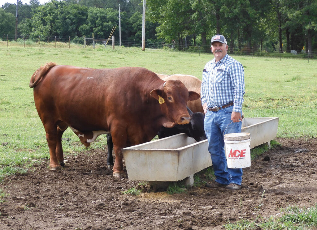 Still Waters in West Fork, Arkansas moves from commercial cattle to registered Beefmasters. Photo by Terry Ropp. 