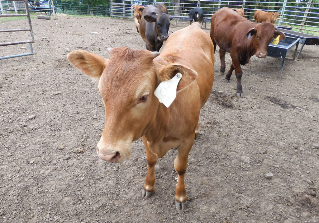 The farm transitioned to Beefmaster breeding and show stock in 2002. Ronnie passed in 2013 with the family continuing to grow in the farm. Photo by Terry Ropp. 