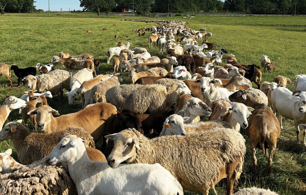 Travis Bahr has been involved in agriculture in some form for his whole life. It wasn’t until six years ago, when he purchased a 250-acre property, however, that sheep began to be appealing. Contributed Photo. 