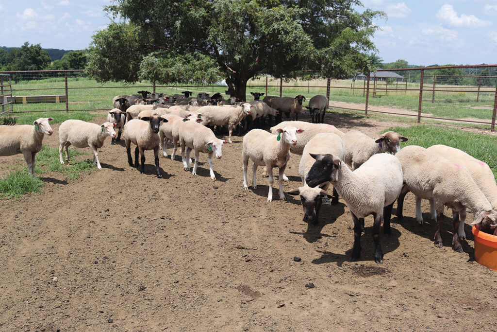 In the Ozarks, the Dreyers run a sheep and cattle operation, focusing on show and seedstock production. Photo by Julie Turner-Crawford. 