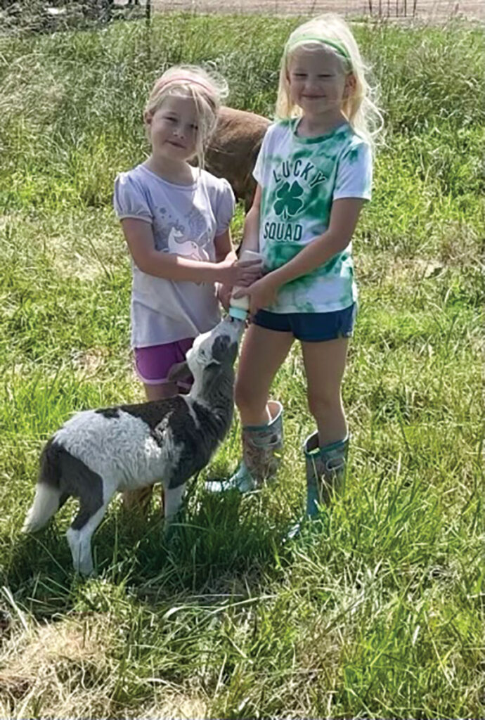 The diet of the sheep is comprised primarily of fescue, along with some clover, which grows on the property. Contributed Photo. 