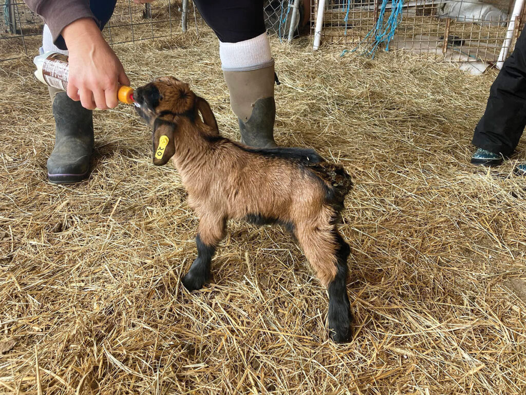 As far as Erica’s prized dairy goats, she has found a use for them and their milk as well. Contributed Photo.