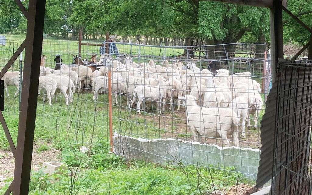 Almost a decade later the owners of T&E Farms, LLC have no regrets about diving headfirst into the sheep business. Contributed Photo. 