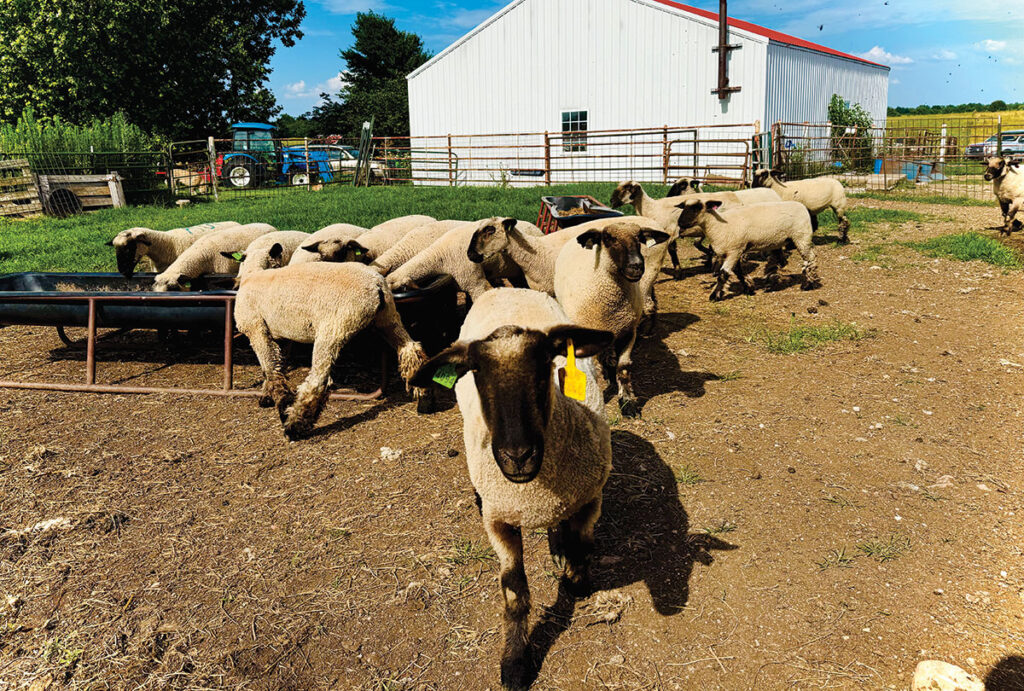 Pine Road Farm was founded in 1976 and came to the Ozarks 2 years ago. Contributed Photo. 